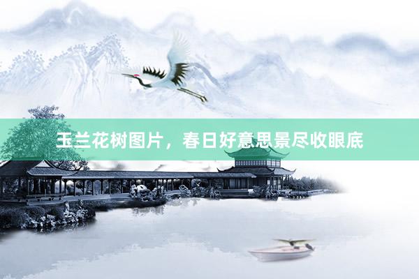 玉兰花树图片，春日好意思景尽收眼底